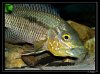 Chaetobranchus-flavescens02.jpg