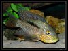 Chaetobranchus-flavescens04.jpg