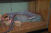 carpet python 042.jpg