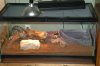 carpet python 045.jpg