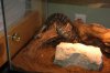 carpet python 046.jpg carpet python 046.jpg