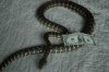 carpet python 028.jpg