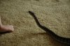 carpet python 037.jpg