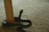 carpet python 038.jpg