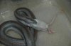 carpet python 044.jpg