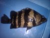 IMG00483-20110212-0028.jpg