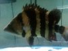 IMG00491-20110212-1205.jpg