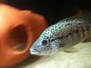 Odo5.jpg