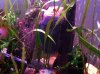 discus laying eggs 001.JPG