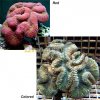 p-82989-brain-coral.jpg