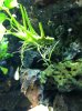 ft plant on rock close uo.JPG