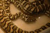 carpet python 061.jpg