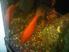 243 Biggest Goldfish.jpg
