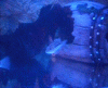 DSCN3452 (1).gif