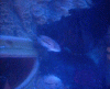 DSCN3452 (2).gif