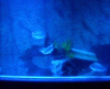 DSCN3450.gif