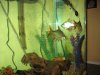 110 gallon tank 004.JPG