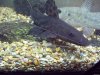 My Catfish.JPG