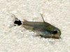220px-Corydoras_hastatus.jpg
