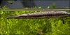 Florida3inch2.jpg Florida3inch2.jpg