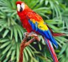 parrot-0016.jpg parrot-0016.jpg