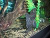 Vampire Pleco 002.JPG