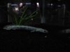 New Fish 017.JPG