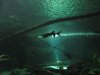 Paddlefish.JPG