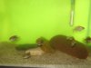 fishies and winta concert 003.jpg