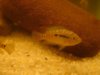 fishies and winta concert 014.jpg