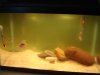 fishies and winta concert 009.jpg