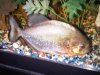 279 Piranha in 75gal.jpg