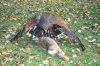 Harris Hawk Hunting.jpg