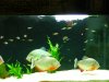 Piranhas,Exos,Plants 009.JPG