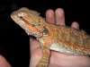 herp 003.JPG herp 003.JPG