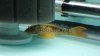 DSC01017.JPG