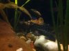 Jug update, plecos 004.JPG