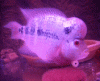 DSCN3497 (2).gif