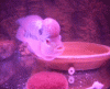 DSCN3517 (2).gif