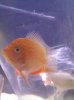 severum.jpg
