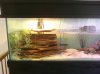 PRE_2011-03-20-081707.jpg