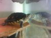 PRE_2011-03-20-161500.jpg