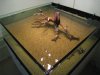 Tank for Hystrix 54.jpg