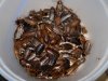 roaches.JPG