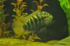 rainbow cichlid 3.26.11 004.jpg