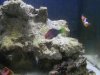 wrasse 1.jpg