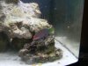 Wrasse 2.jpg