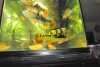 Cichla 2 19 2011 176.JPG