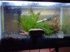 fishies 024.JPG