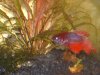 fishies 034.JPG